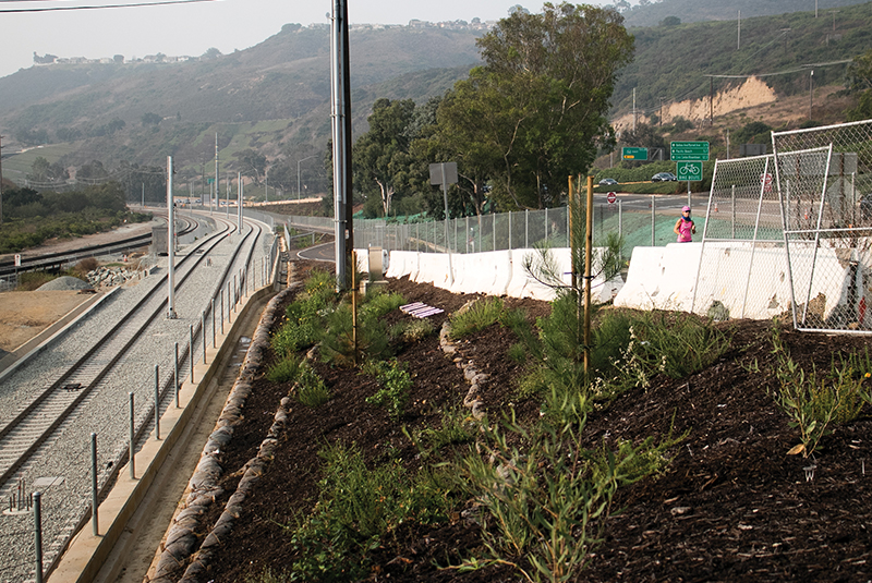 Landscaping near the Trolley tunnel at La Jolla Colony Drive and Rose Creek Bikeway. (September 2020)