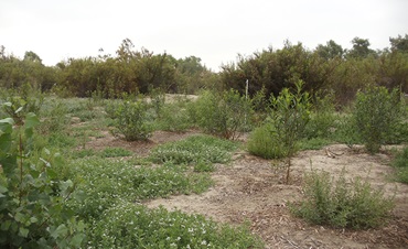 Shrubs and low-lying plants grow bright green out of dry earth. 